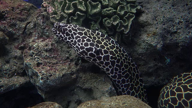 鳗鱼在水族馆。视频素材