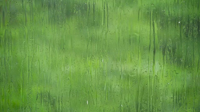 雨滴在多汁的绿色植物上从玻璃表面流下视频下载