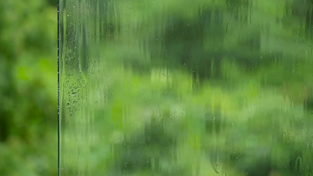 雨滴在多汁的绿色植物上从玻璃表面流下视频下载