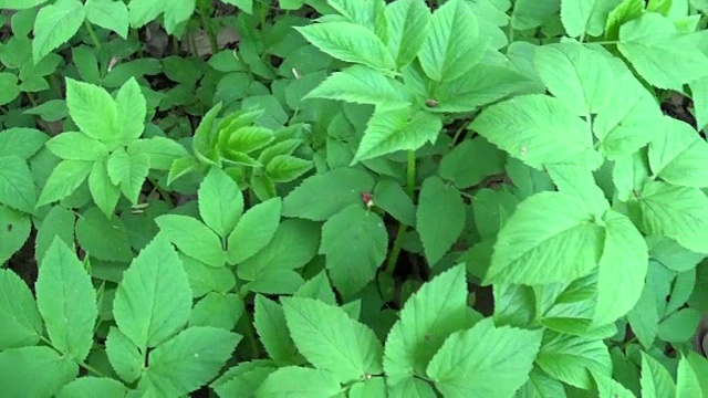 春羊草。药用野生植物。杂草。实时全景，移动相机。绿色的小树叶视频素材