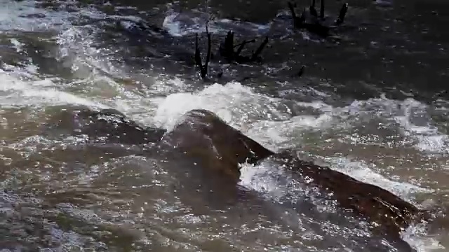 热带森林中一条小河中水流的缓慢运动。视频素材