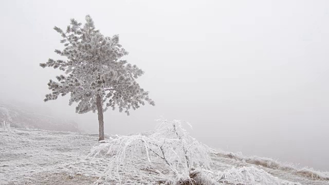 雪地上的树木顶着天空视频素材