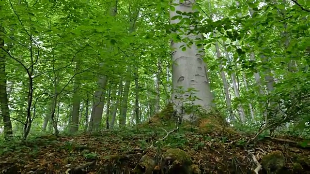 桦树根的细节视频素材