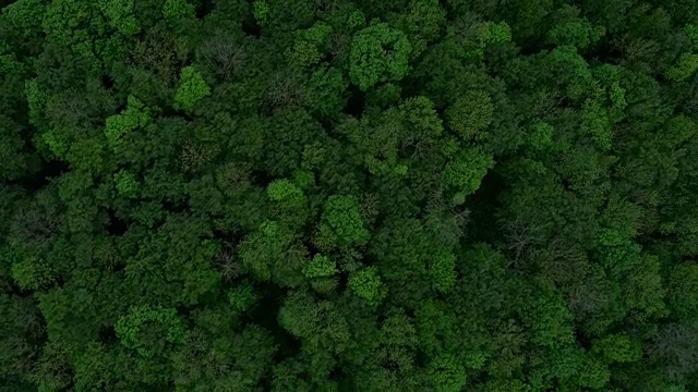 鸟瞰图的绿色森林顶部视频素材