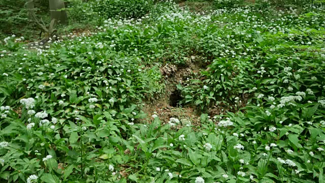 小的白色花在森林边缘视频素材