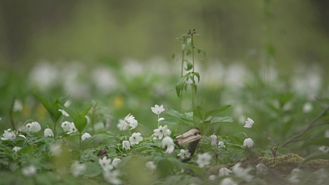 小白花覆盖森林地面视频素材