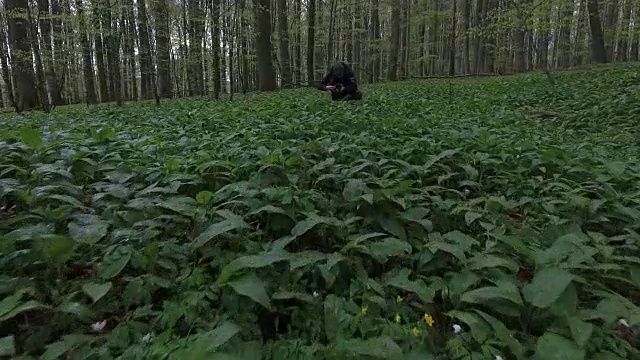 摄影师准备拍摄绿色的森林矮林视频素材