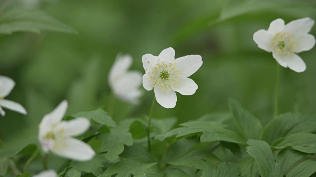 细节的小白花视频素材