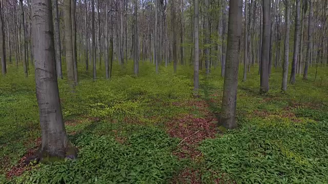 落叶树生长在绿色森林的矮树丛中视频素材