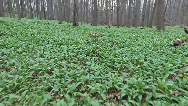 森林地面上长满了绿色的矮植物视频素材