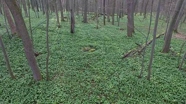 森林地面上长满了绿色的矮植物视频素材