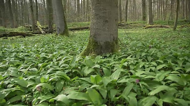 森林地面上长满了绿色的矮植物视频素材