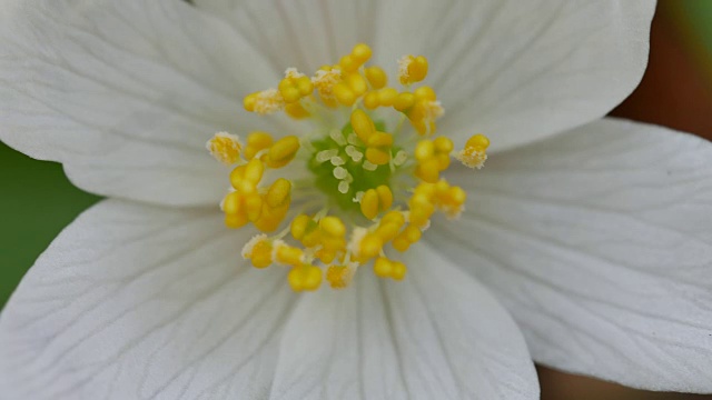 细节的白色野花视频素材