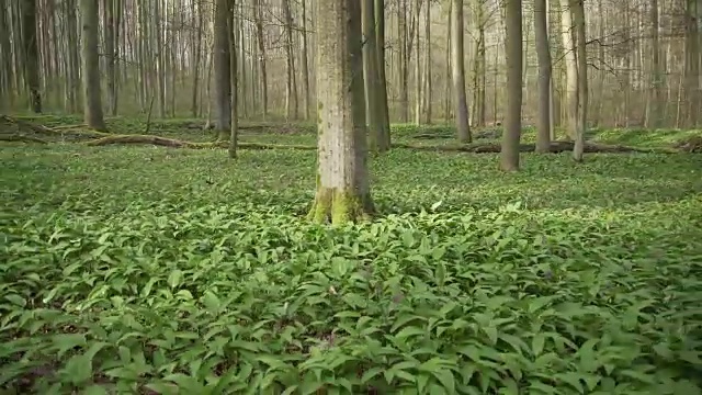 森林地面上长满了绿色的矮植物视频素材