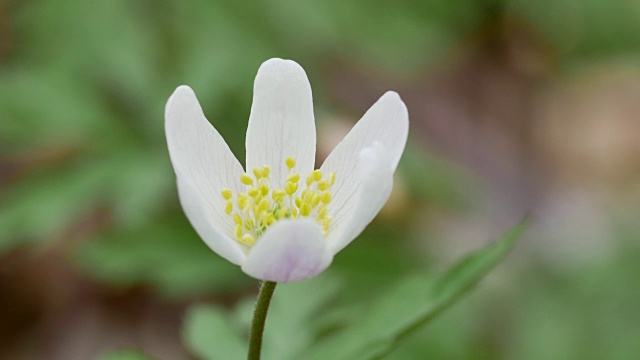 细节的白色野花视频素材