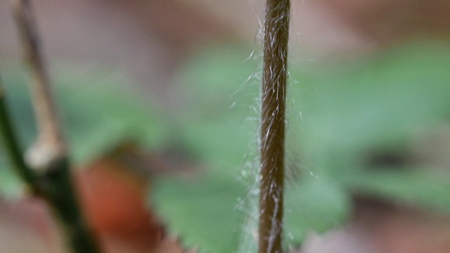 详细的紫色野花与木本茎视频素材