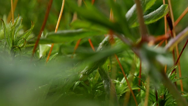 细节的白色野花视频素材