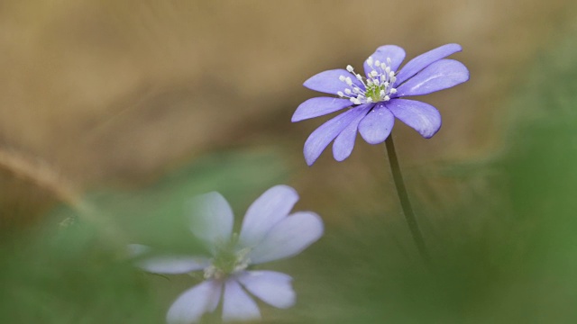 细节的紫色野花视频素材