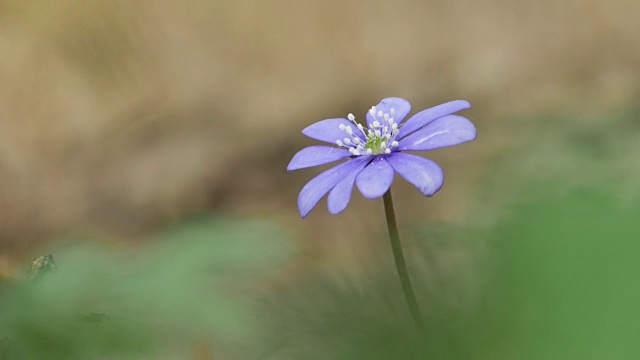 细节的紫色野花视频素材