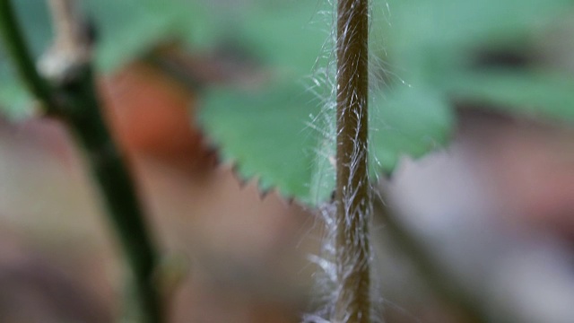 详细的紫色野花与木本茎视频素材