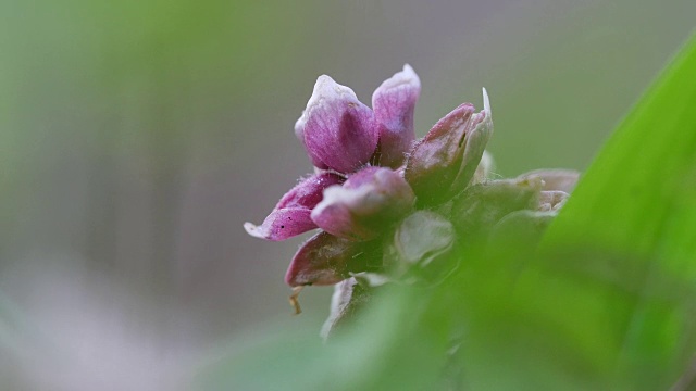 细节的紫色野花视频素材