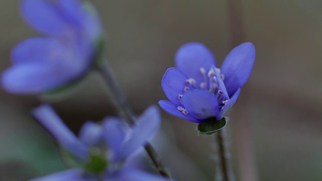 细节的紫色野花视频素材