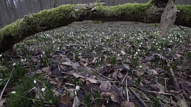 雪铃花(Leucojum)生长在倒下的树周围视频素材