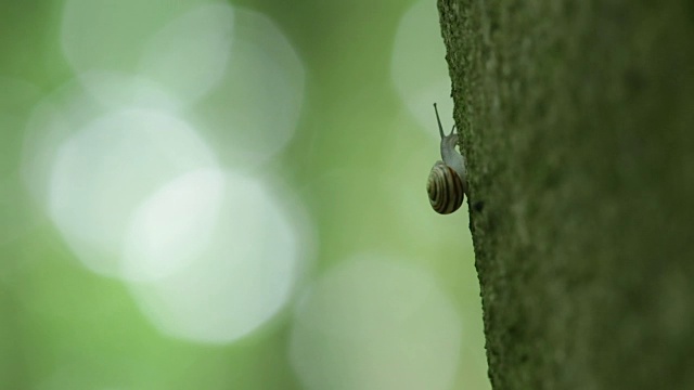 小蜗牛吃苔藓视频素材