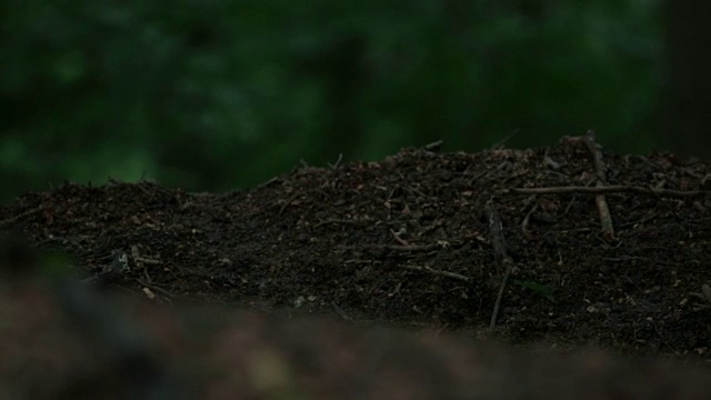 欧洲獾在森林地面觅食视频素材