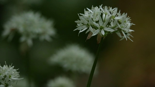 森林地面上白花的细节视频素材