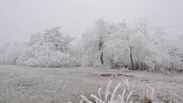 超现实主义的空地。天气多风，树上结满了白霜视频素材