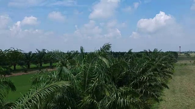 稻田里棕榈树的鸟瞰图视频素材