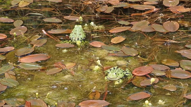 花园池塘里的地盘之战视频下载