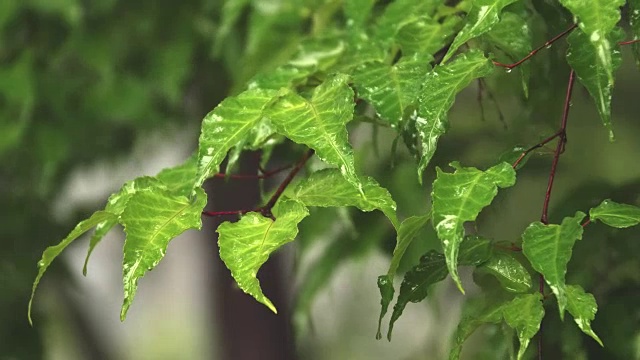 雨天森林景观视频素材