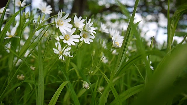 野菊花白花迎风摇曳。春天。视频高清静态摄像机镜头视频素材