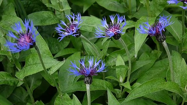 野花，风中的矢车菊。矢车菊属蒙大拿视频素材