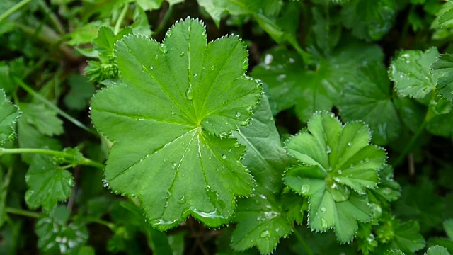 绿丹草，雨滴。紫袍是欧洲多年生草本植物。近镜头静态摄像机视频素材