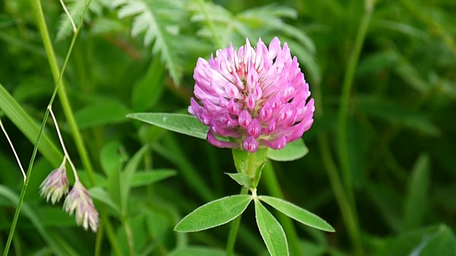 三叶草在夏天的田野里开花。三叶草的媒介视频素材