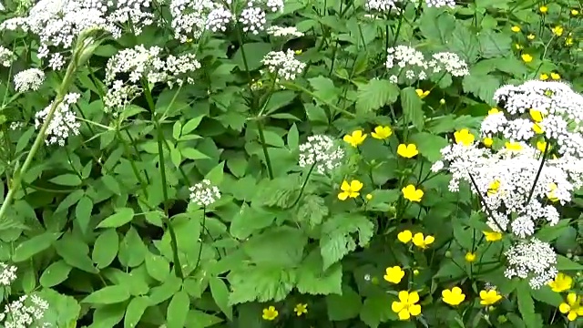 夏季盛开的羊草。药用野生植物。现场全景，用稳定镜头移动相机视频素材