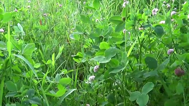 草地草地近景使用稳定器的方法。摄像机的运动视频素材