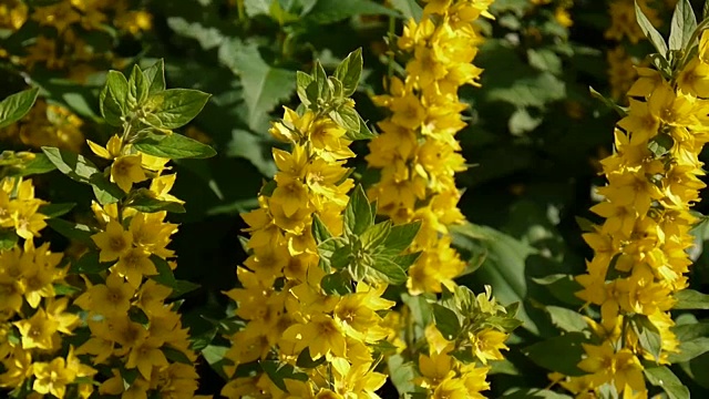 水仙花，花园里的黄花。珍珠菜、珍珠菜视频素材