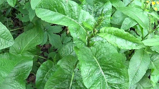 Rumex confertus。绿油油的新鲜草地在风中轻轻摇曳。全景相机运动视频素材