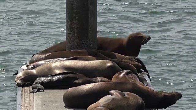 海狮躺在码头上视频素材