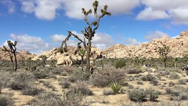 徒步穿越约书亚树的徒步旅行者视频素材