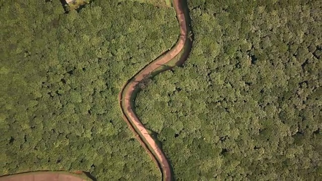 蜿蜒穿过Nyungwe国家公园附近的茶园视频素材