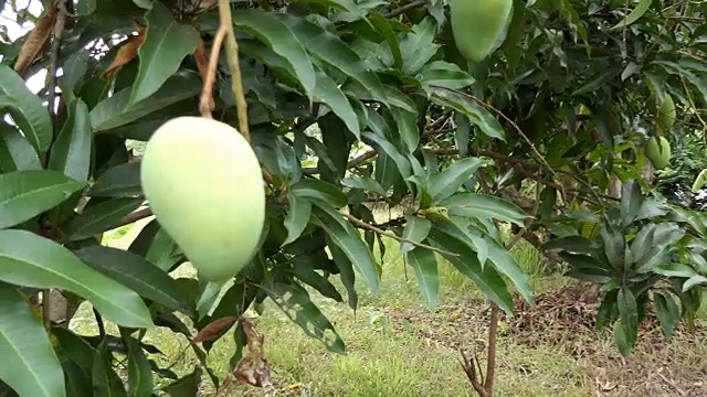 绿色的芒果视频素材