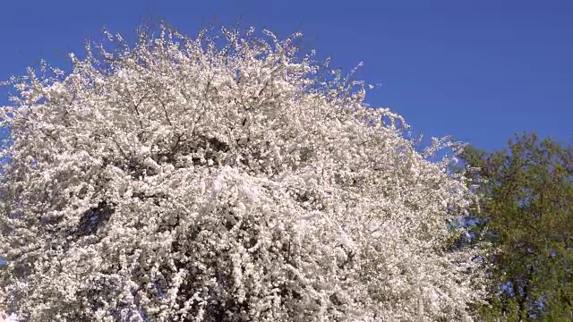 四月樱花盛开。风中的樱桃枝视频素材