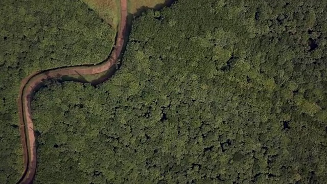 蜿蜒穿过Nyungwe国家公园附近的茶园视频下载