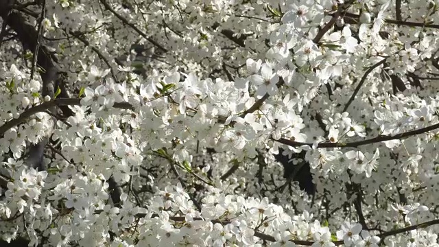 四月樱花盛开。风中的樱桃枝视频素材