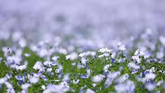 风中的亚麻花视频素材